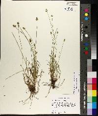 Carex leavenworthii image