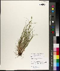 Carex leavenworthii image