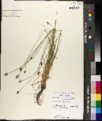 Carex leavenworthii image