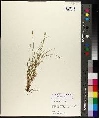 Carex leavenworthii image