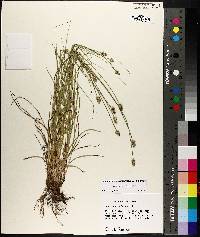 Carex leavenworthii image