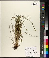 Carex leavenworthii image