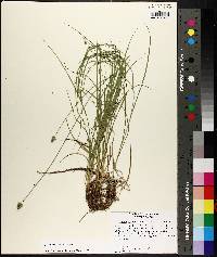 Carex leavenworthii image