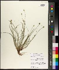 Carex leavenworthii image