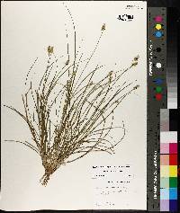 Carex leavenworthii image