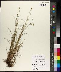 Carex leavenworthii image