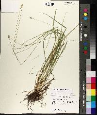 Carex leavenworthii image