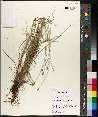 Carex leavenworthii image