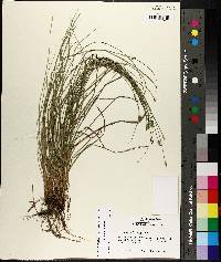 Carex leavenworthii image