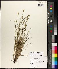 Carex leavenworthii image