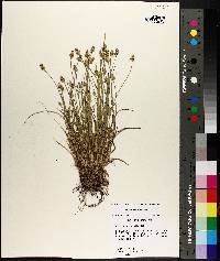 Carex leavenworthii image