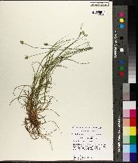 Carex leavenworthii image