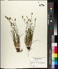 Carex leavenworthii image