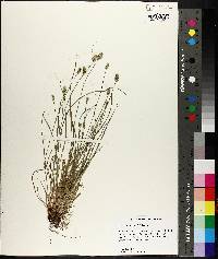 Carex leavenworthii image