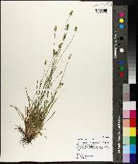 Carex leavenworthii image