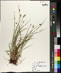 Carex leavenworthii image