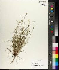 Carex leavenworthii image