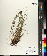 Carex leavenworthii image