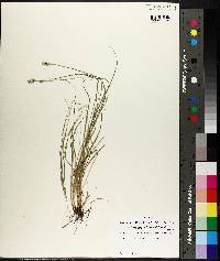 Carex leavenworthii image