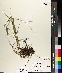 Carex muehlenbergii var. enervis image