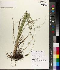 Carex muehlenbergii var. enervis image