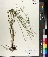 Carex muehlenbergii var. enervis image