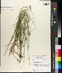 Carex muehlenbergii var. enervis image