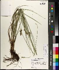 Carex muehlenbergii var. enervis image