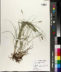 Carex muehlenbergii var. enervis image