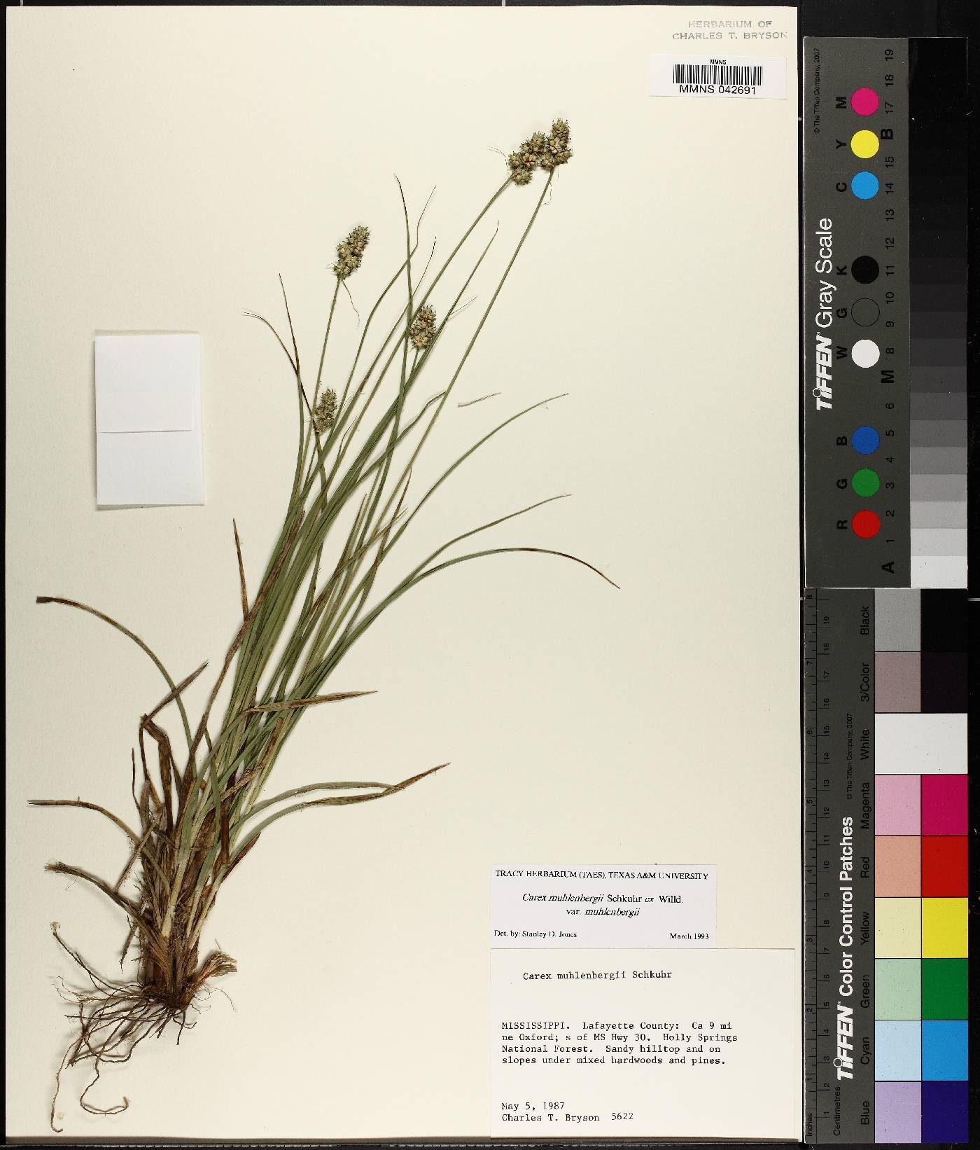 Carex muehlenbergii var. muehlenbergii image