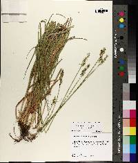 Carex muehlenbergii var. muehlenbergii image