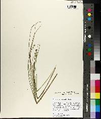 Carex atlantica subsp. atlantica image