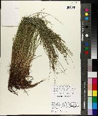 Carex atlantica subsp. atlantica image