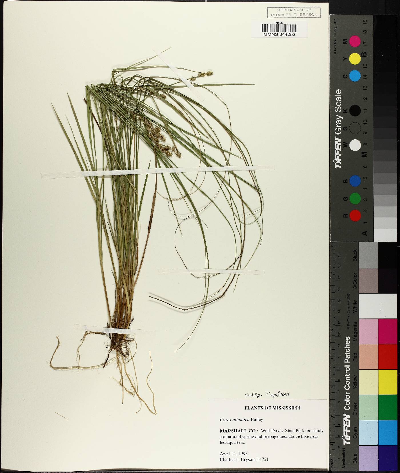 Carex atlantica subsp. capillacea image