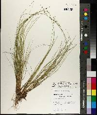 Carex atlantica subsp. capillacea image