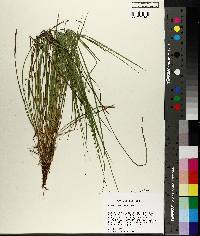 Carex atlantica subsp. capillacea image