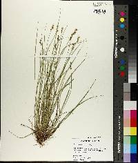 Carex atlantica subsp. capillacea image