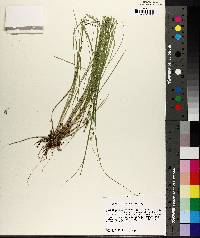 Carex atlantica subsp. capillacea image