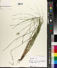 Carex atlantica subsp. capillacea image