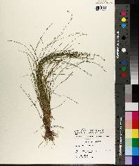 Carex atlantica subsp. capillacea image