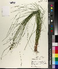 Carex atlantica subsp. capillacea image