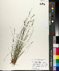 Carex atlantica subsp. capillacea image