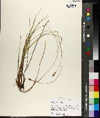 Carex exilis image