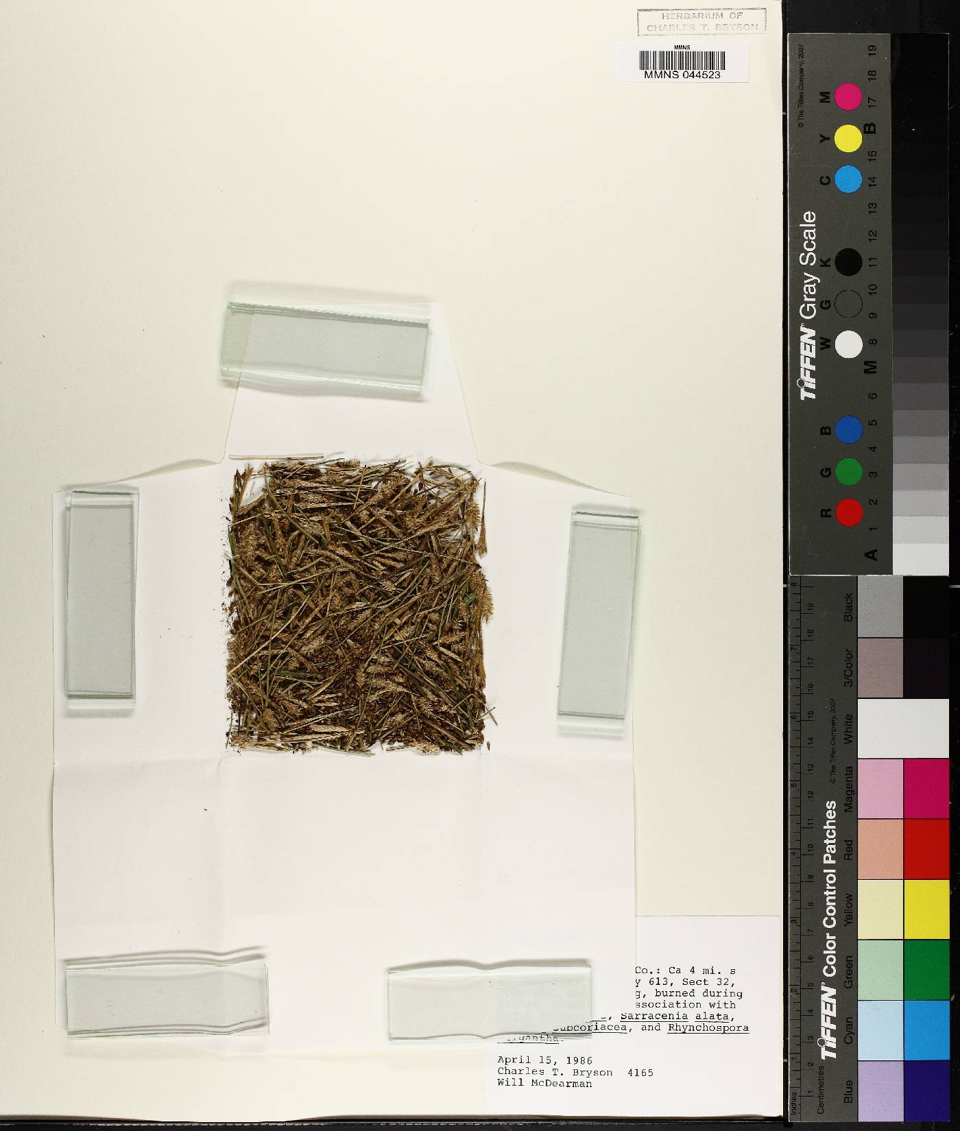Carex exilis image
