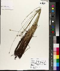 Carex exilis image