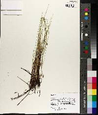 Carex exilis image