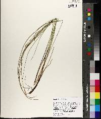 Carex exilis image