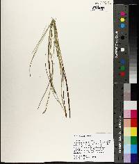 Carex exilis image