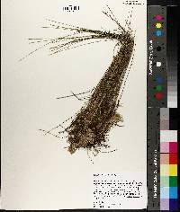 Carex exilis image