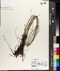 Carex exilis image